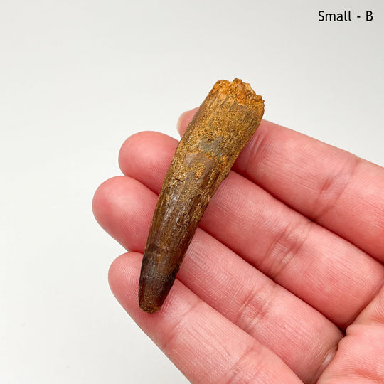 Fossilized Spinosaurus Tooth Specimen