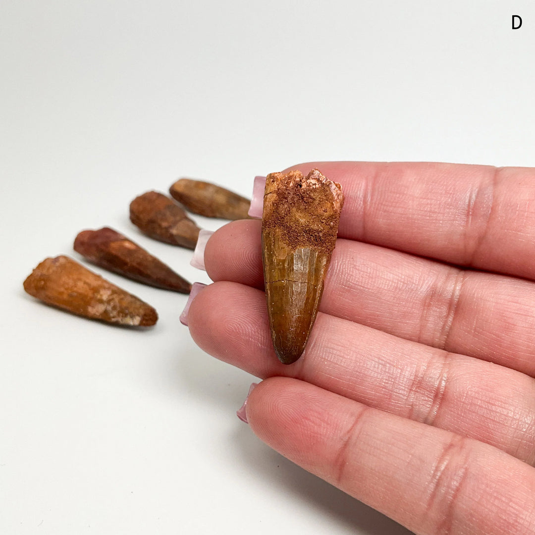 Fossilized Spinosaurus Tooth Specimen