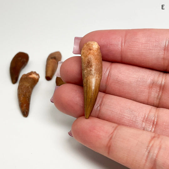 Fossilized Spinosaurus Tooth Specimen