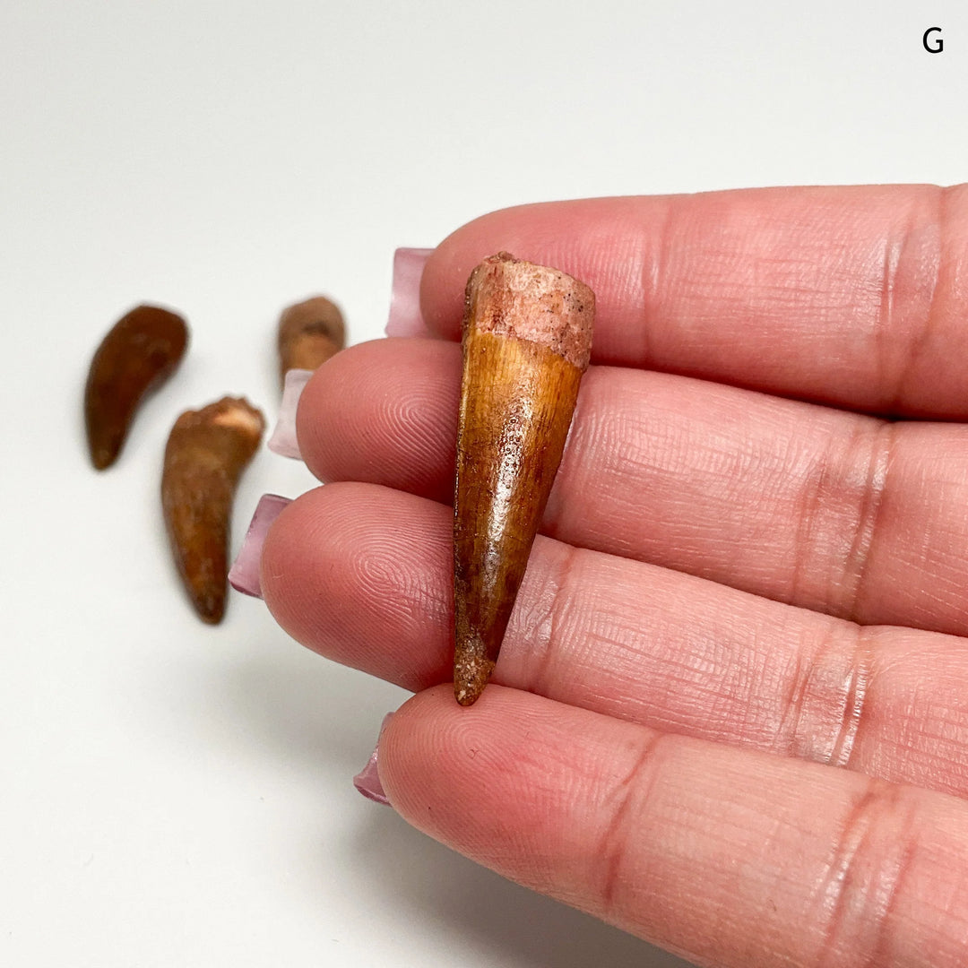 Fossilized Spinosaurus Tooth Specimen