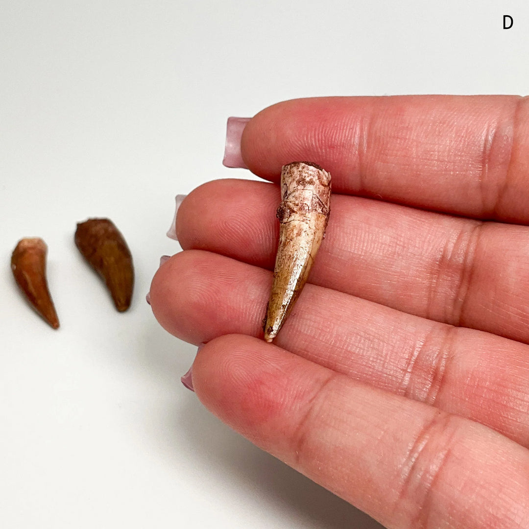 Fossilized Spinosaurus Tooth Specimen