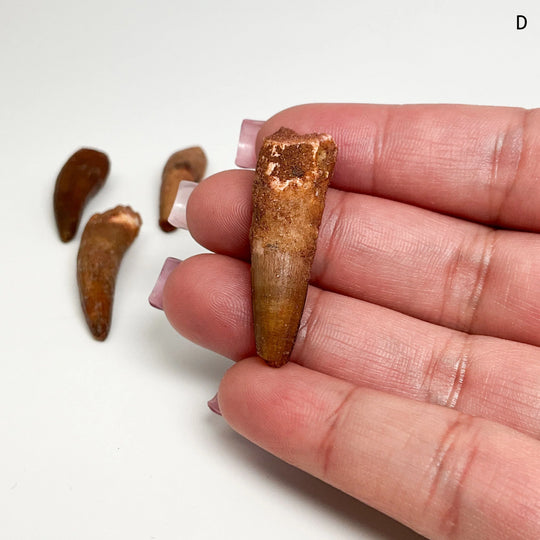 Fossilized Spinosaurus Tooth Specimen