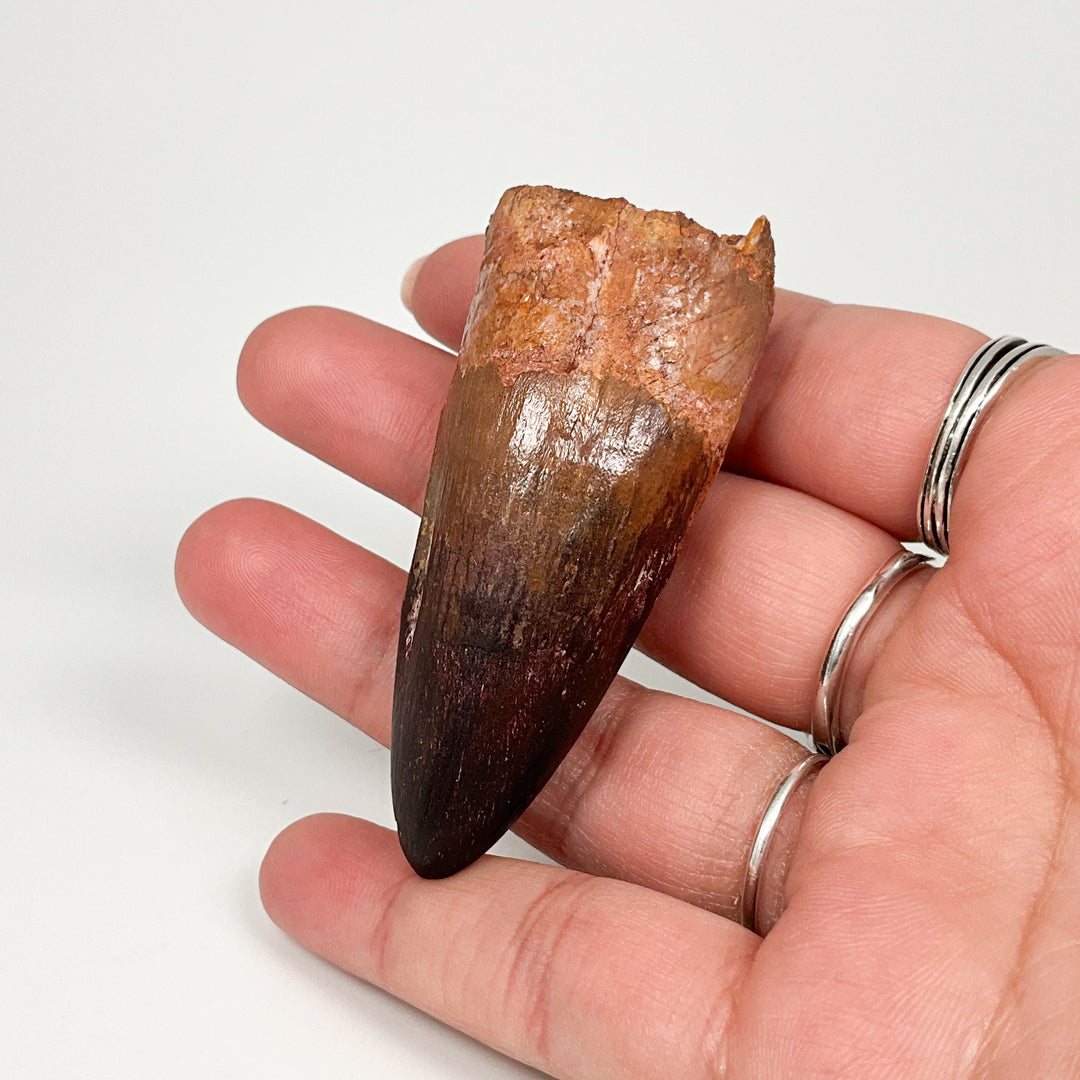 Fossilized Spinosaurus Tooth Specimen