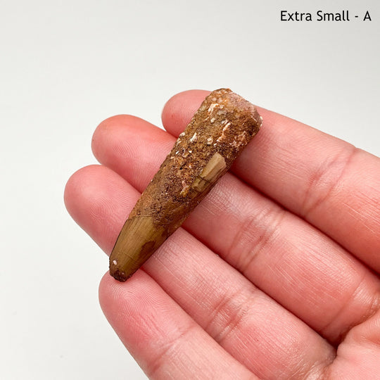 Fossilized Spinosaurus Tooth Specimen