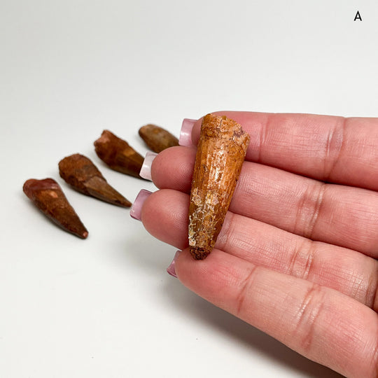 Fossilized Spinosaurus Tooth Specimen