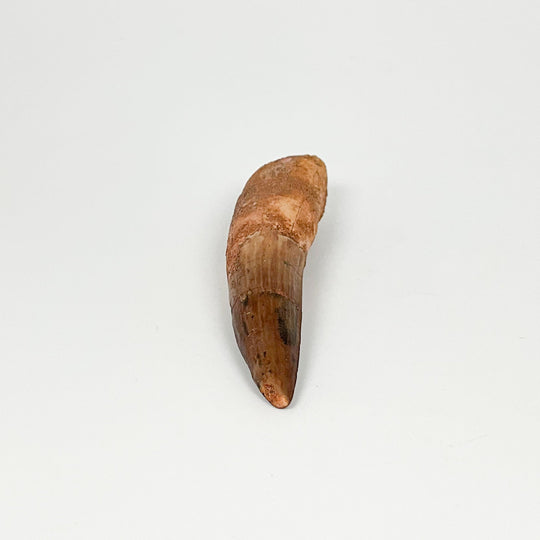 Fossilized Spinosaurus Tooth Specimen