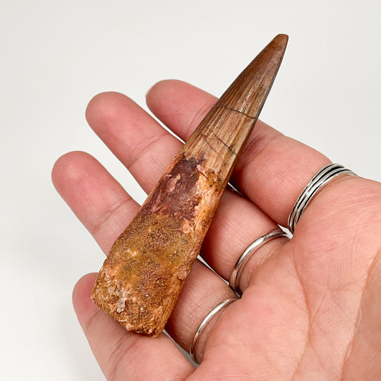 Fossilized Spinosaurus Tooth Specimen