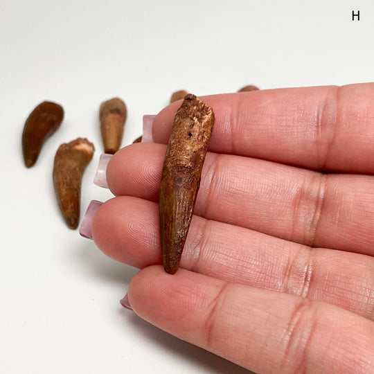 Fossilized Spinosaurus Tooth Specimen