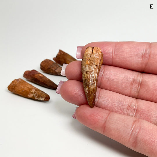 Fossilized Spinosaurus Tooth Specimen