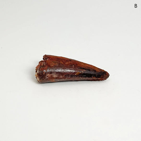 Fossilized Spinosaurus Tooth Specimen