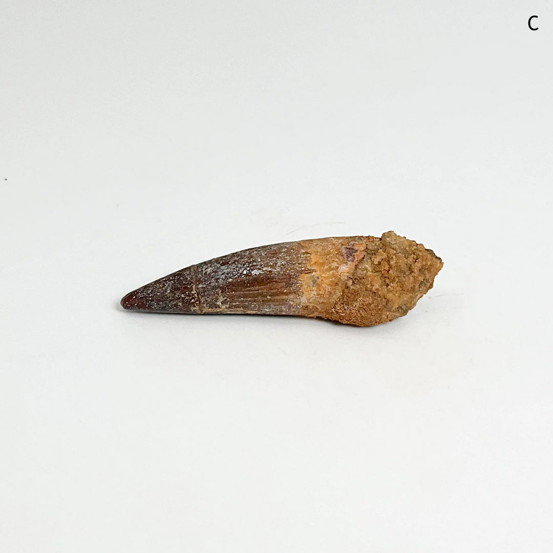 Fossilized Spinosaurus Tooth Specimen