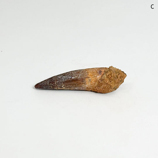 Fossilized Spinosaurus Tooth Specimen