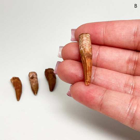 Fossilized Spinosaurus Tooth Specimen