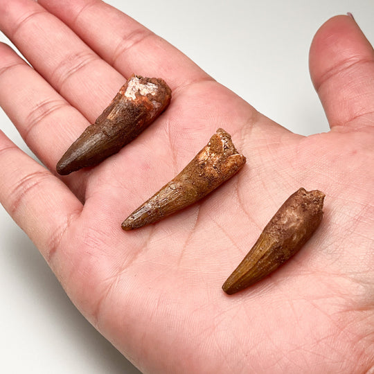 Fossilized Spinosaurus Tooth Specimen