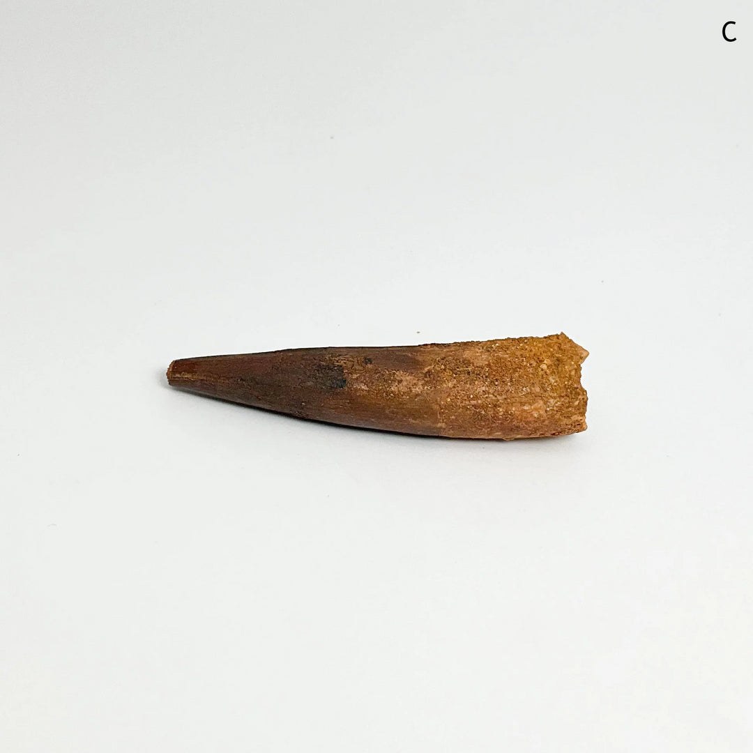 Fossilized Spinosaurus Tooth Specimen