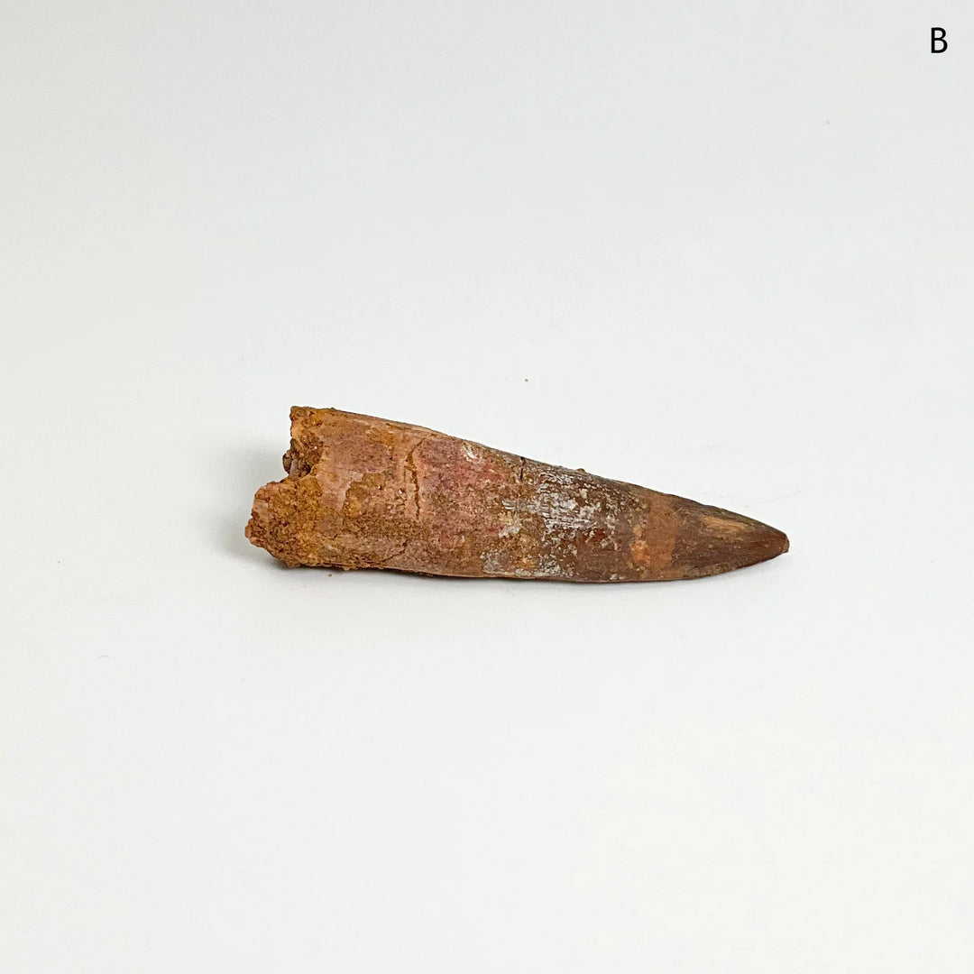 Fossilized Spinosaurus Tooth Specimen