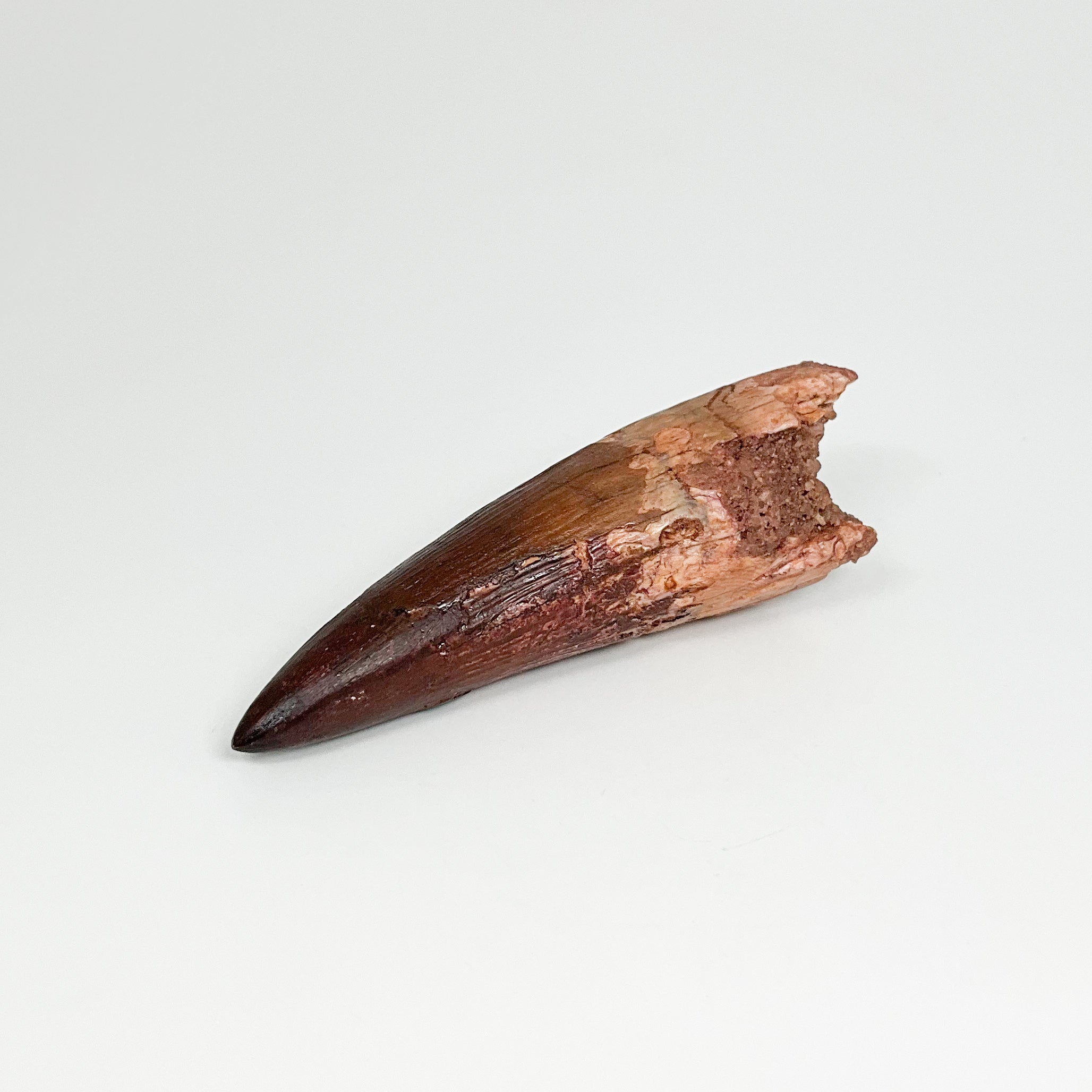 Fossilized Spinosaurus Tooth Specimen