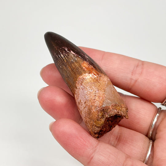 Fossilized Spinosaurus Tooth Specimen