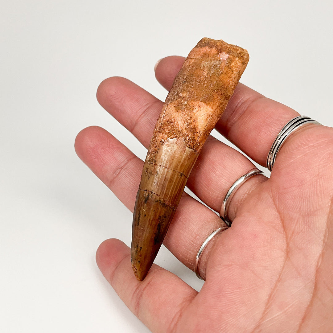 Fossilized Spinosaurus Tooth Specimen