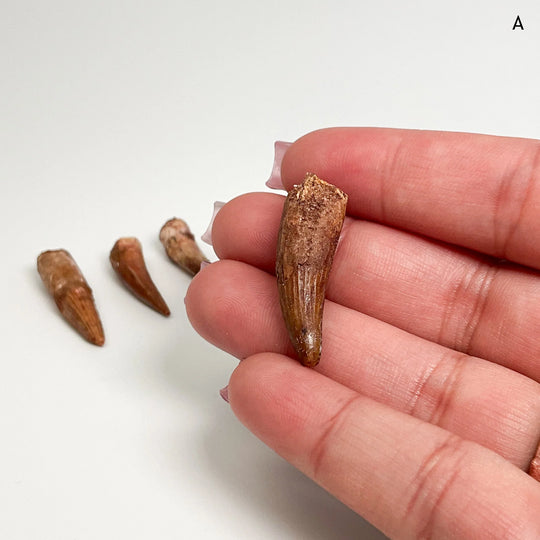 Fossilized Spinosaurus Tooth Specimen