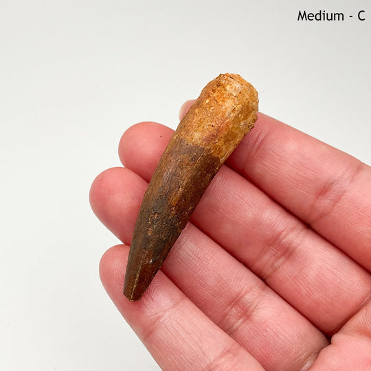 Fossilized Spinosaurus Tooth Specimen