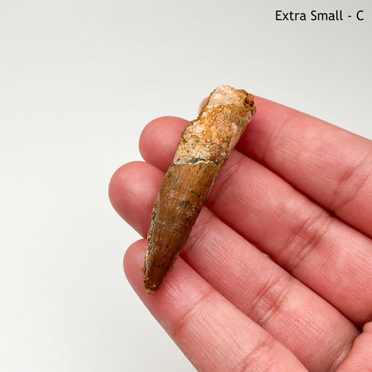 Fossilized Spinosaurus Tooth Specimen