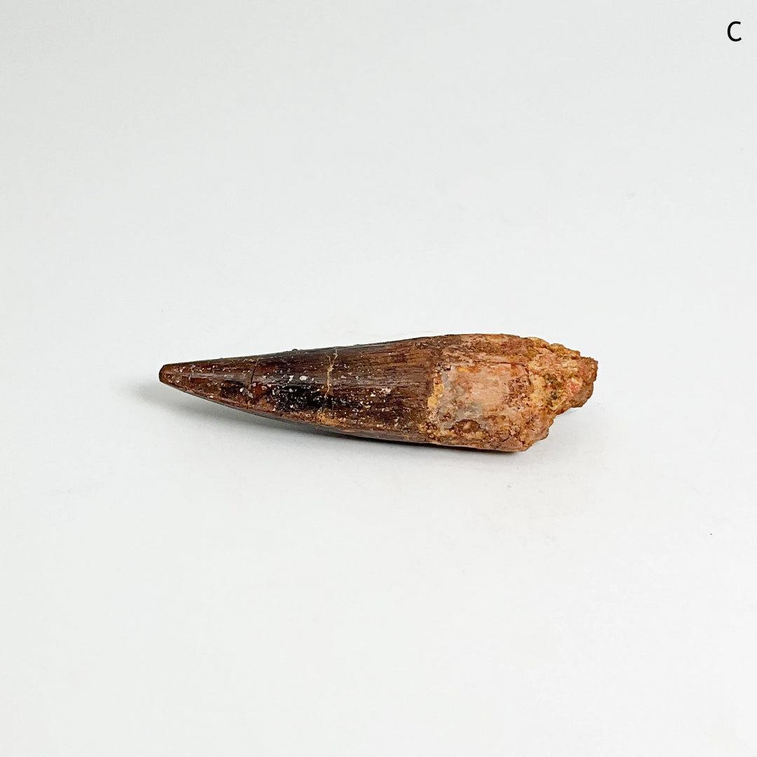 Fossilized Spinosaurus Tooth Specimen