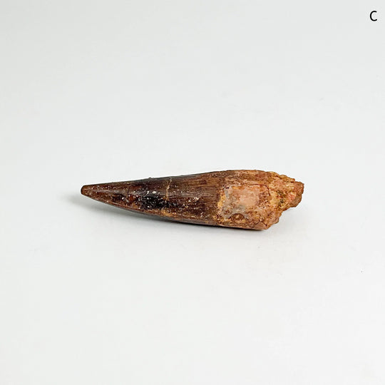 Fossilized Spinosaurus Tooth Specimen