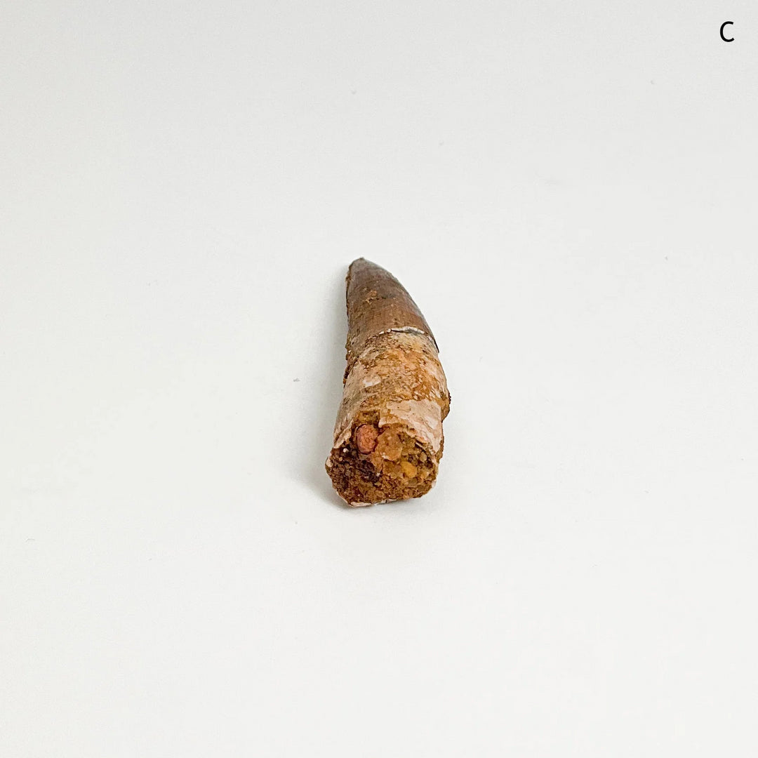 Fossilized Spinosaurus Tooth Specimen