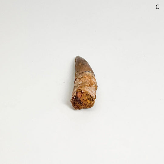 Fossilized Spinosaurus Tooth Specimen