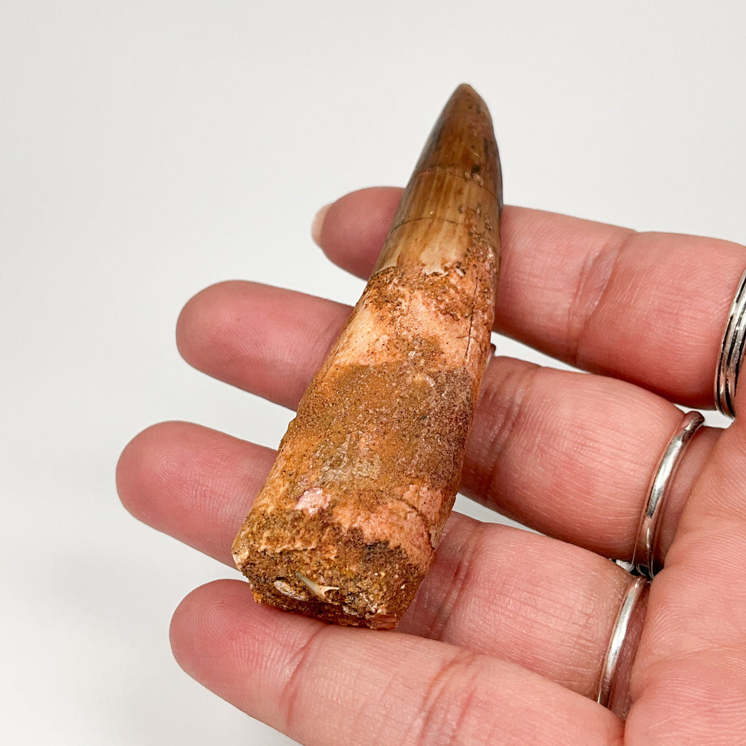 Fossilized Spinosaurus Tooth Specimen