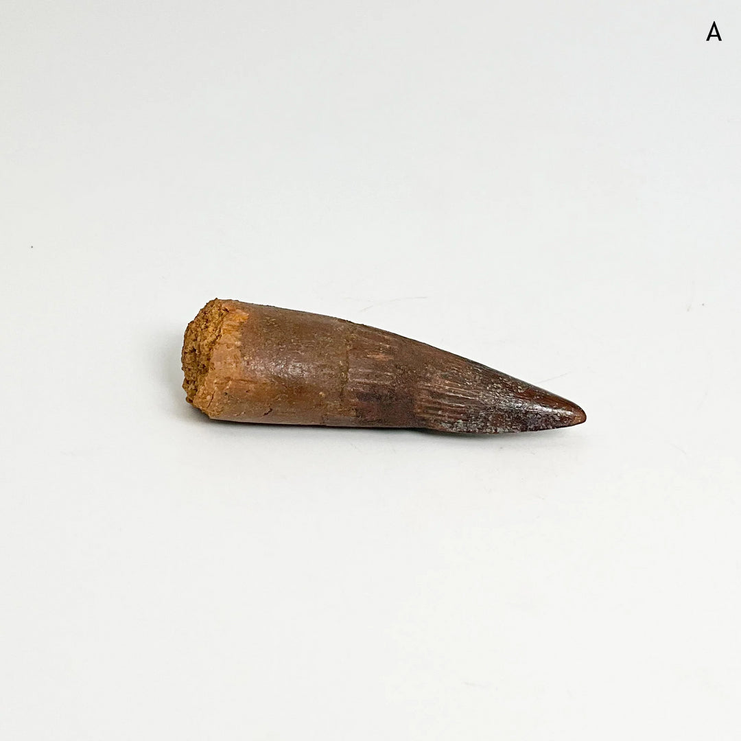 Fossilized Spinosaurus Tooth Specimen