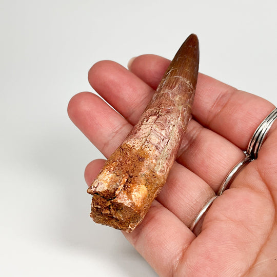 Fossilized Spinosaurus Tooth Specimen