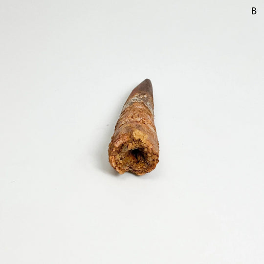 Fossilized Spinosaurus Tooth Specimen