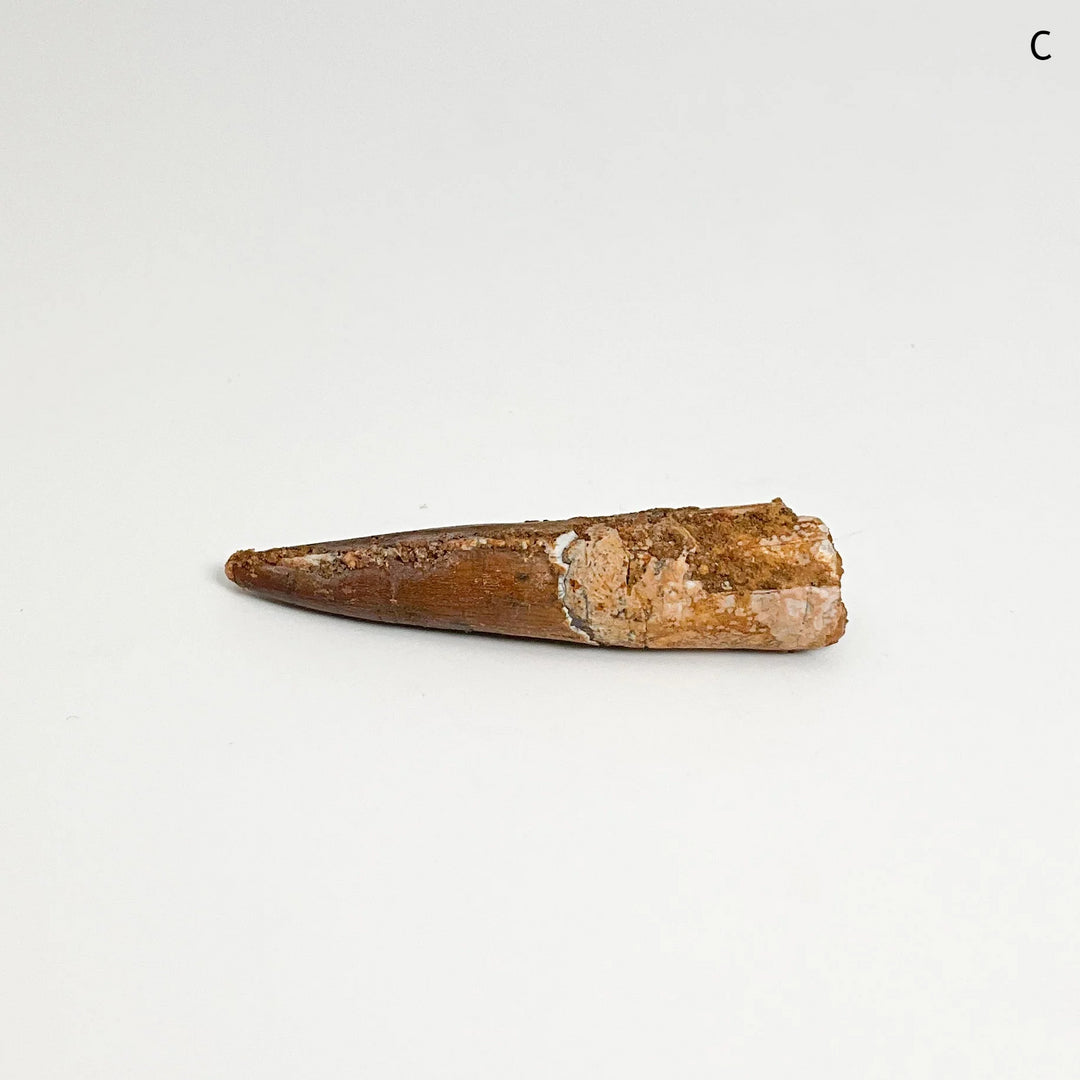 Fossilized Spinosaurus Tooth Specimen