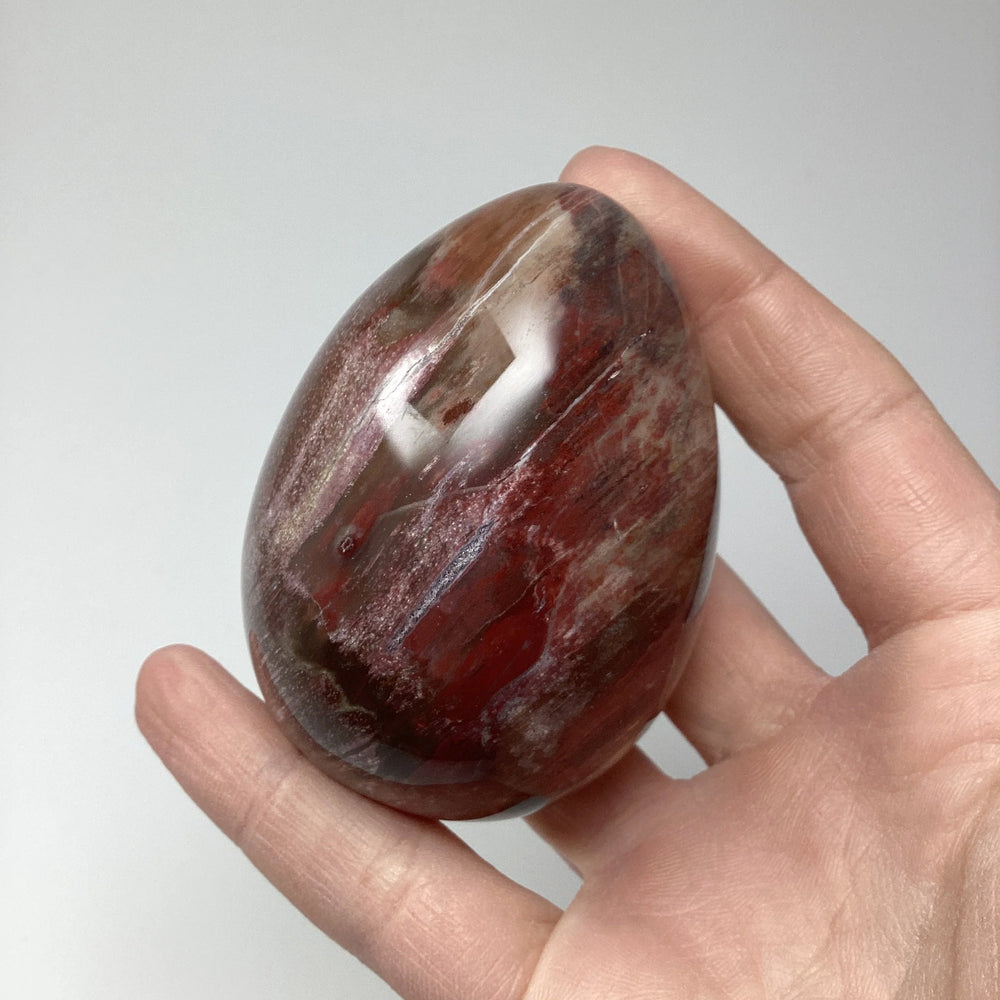 Araucaria Petrified Wood Egg