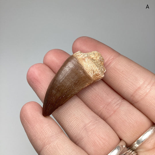 Fossilized Mosasaur Tooth Specimen