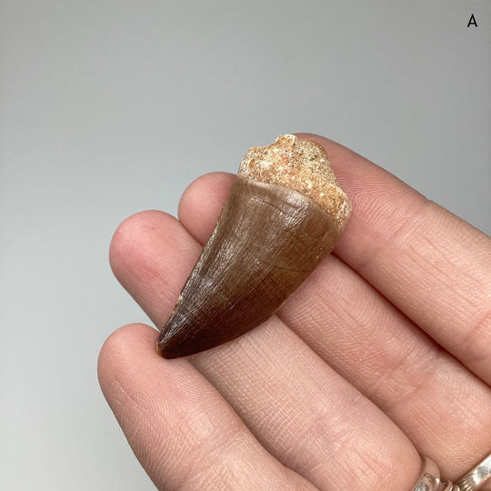 Fossilized Mosasaur Tooth Specimen