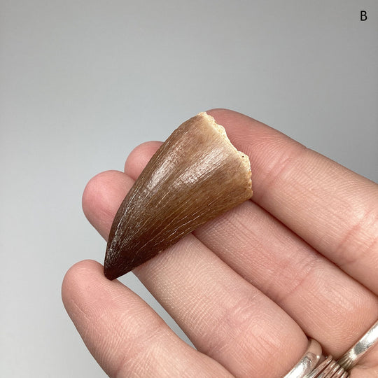 Fossilized Mosasaur Tooth Specimen