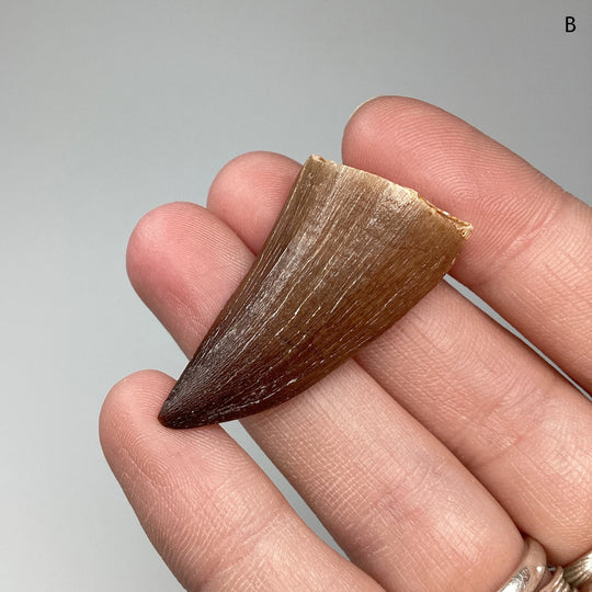 Fossilized Mosasaur Tooth Specimen