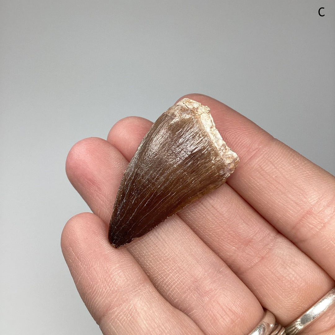 Fossilized Mosasaur Tooth Specimen