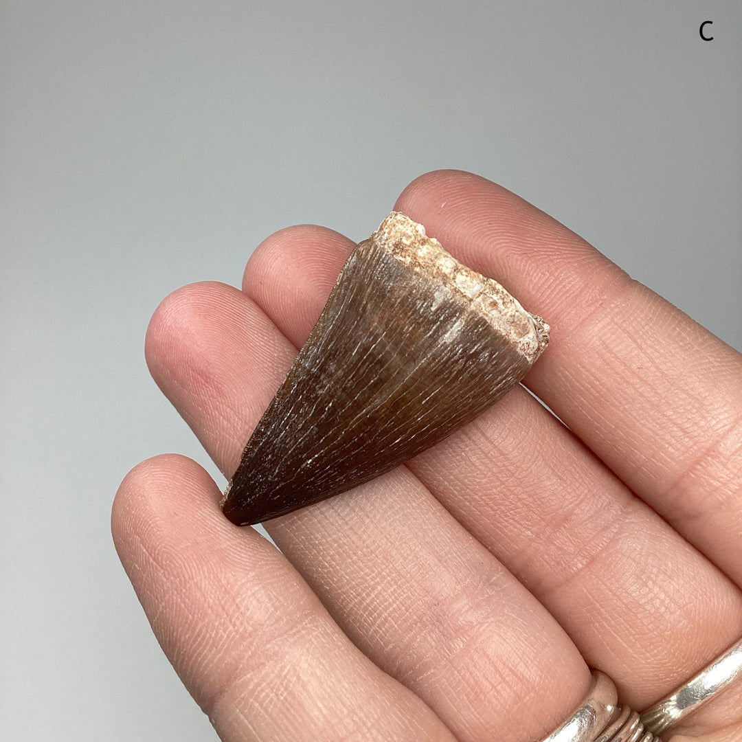 Fossilized Mosasaur Tooth Specimen