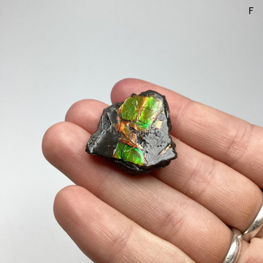 Ammolite Specimen at $79 Each