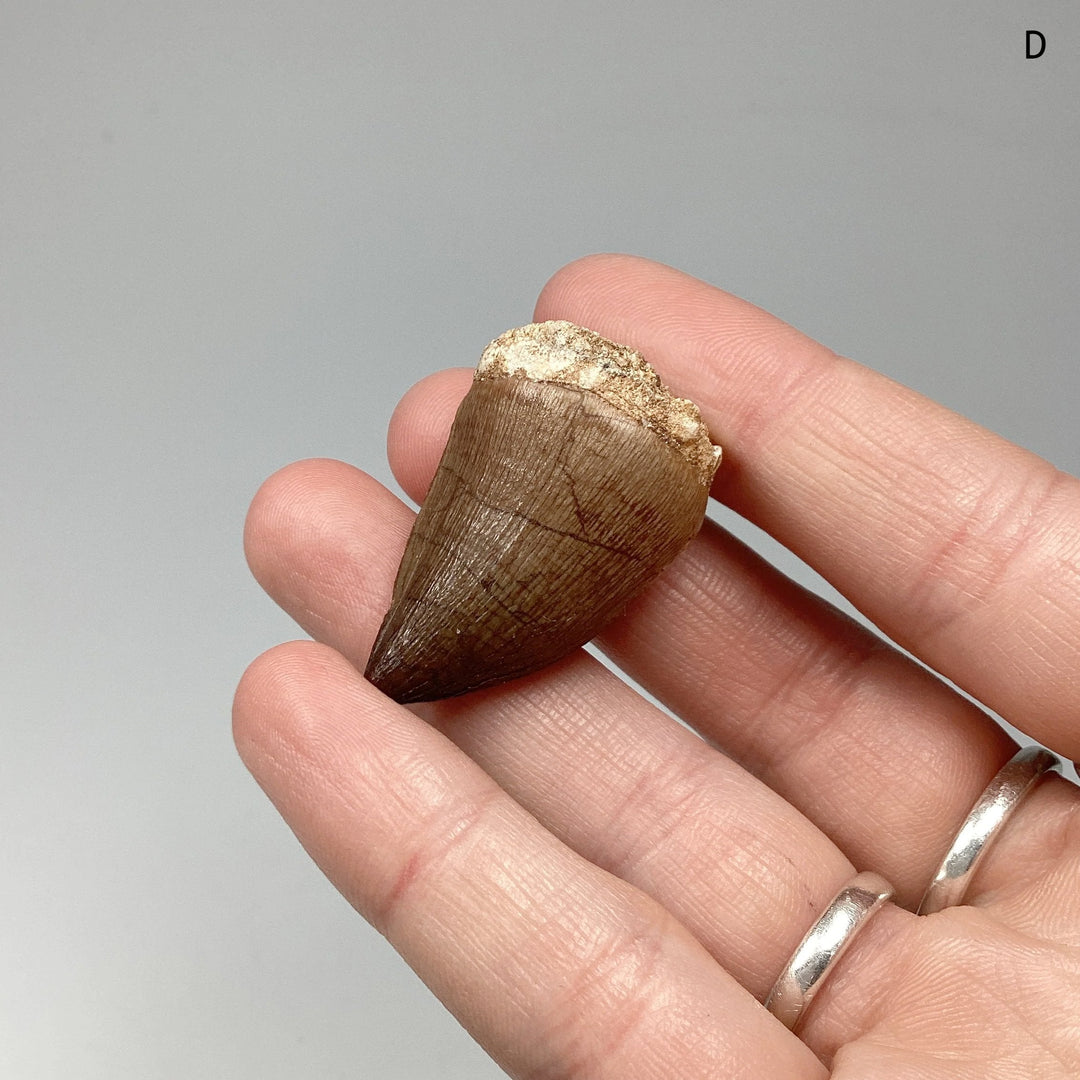 Fossilized Mosasaur Tooth Specimen