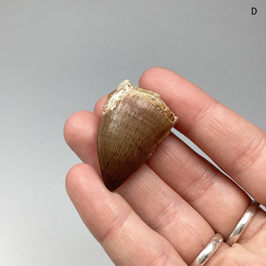 Fossilized Mosasaur Tooth Specimen