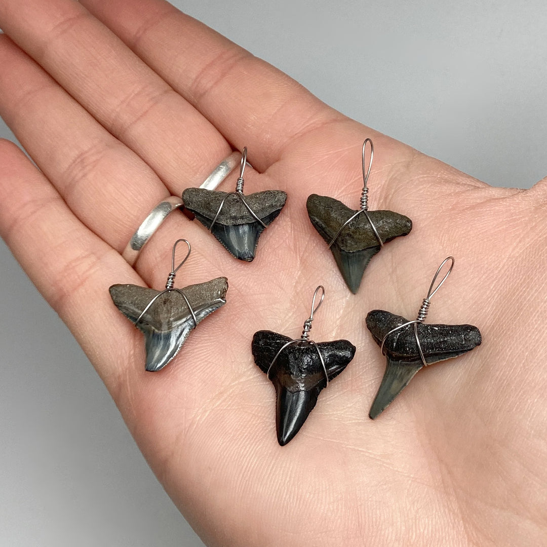 Shark Tooth Fossil Wire Wrapped Necklace