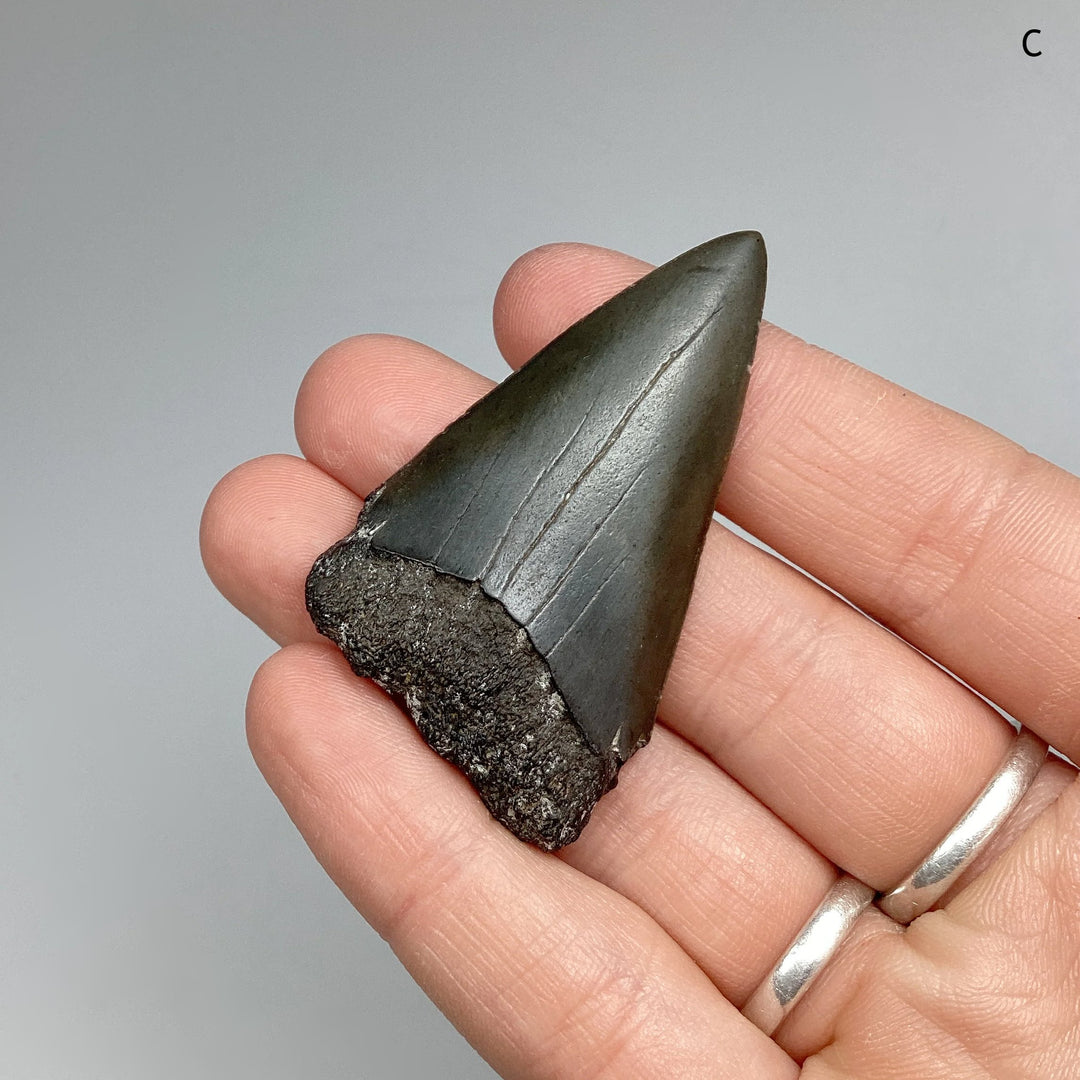 Fossilized Shark Tooth Specimen: Extinct Great White Shark