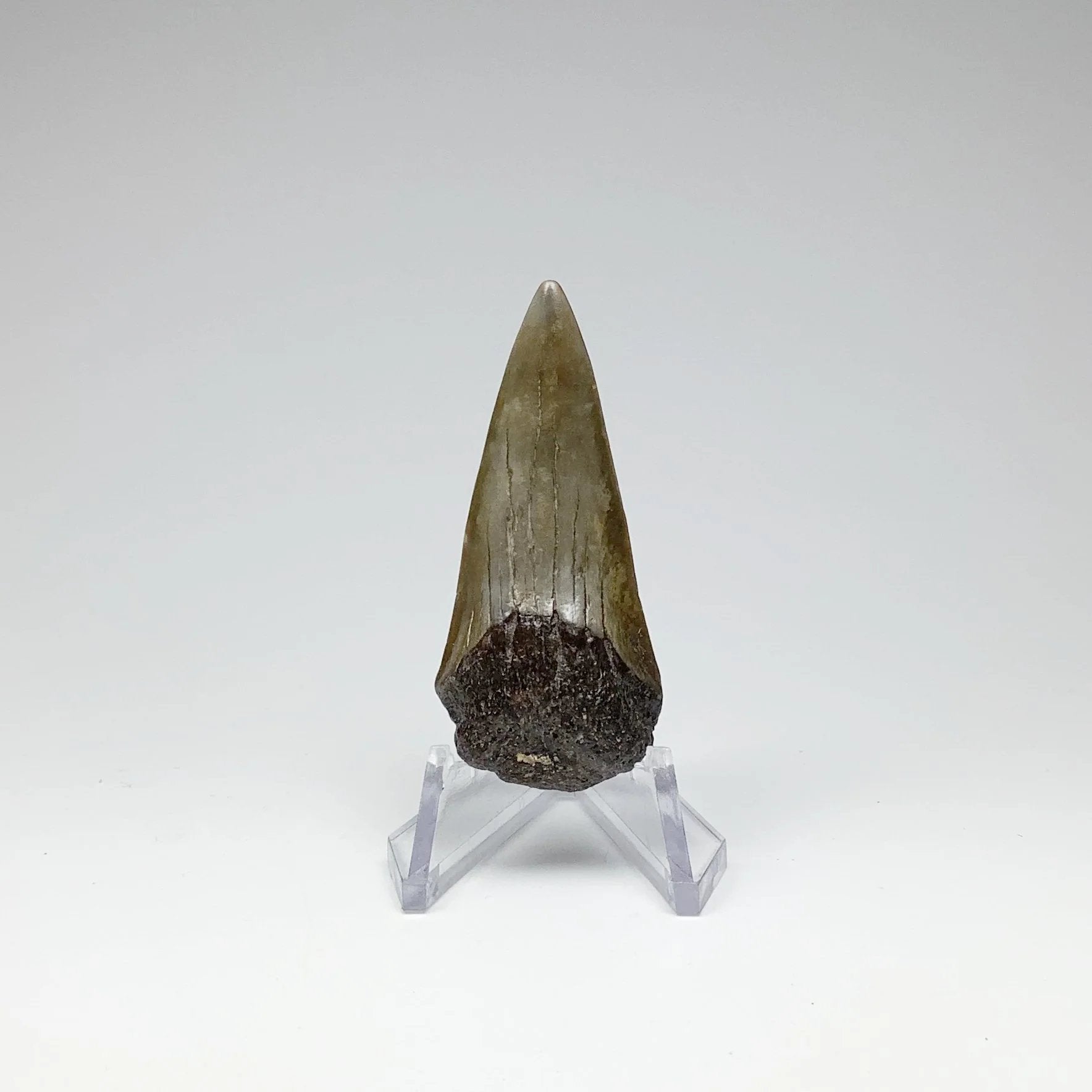 Fossilized Shark Tooth Specimen: Mako