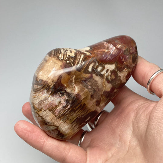 Araucaria Petrified Wood Polished Chunk