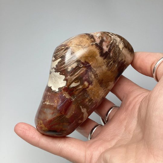 Araucaria Petrified Wood Polished Chunk